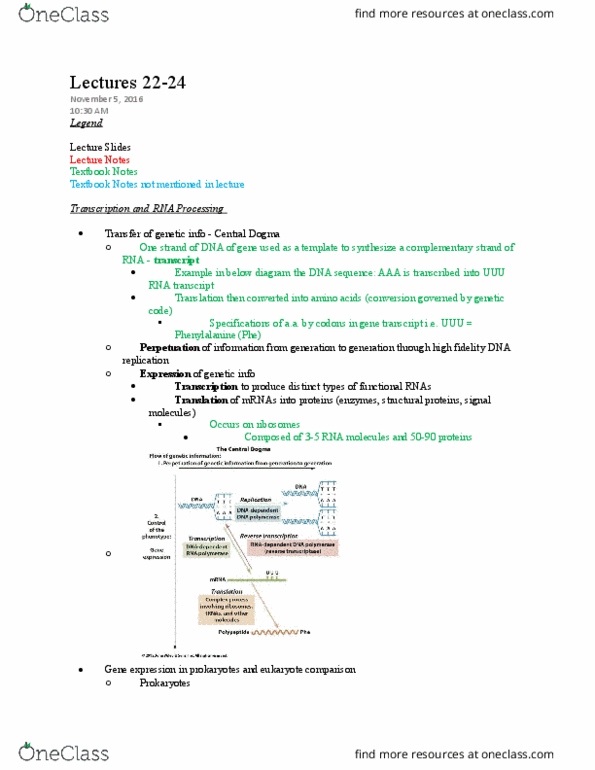 MBG 2040 Lecture Notes - Lecture 22: Small Nuclear Rna, Transcription Bubble, Helicase thumbnail