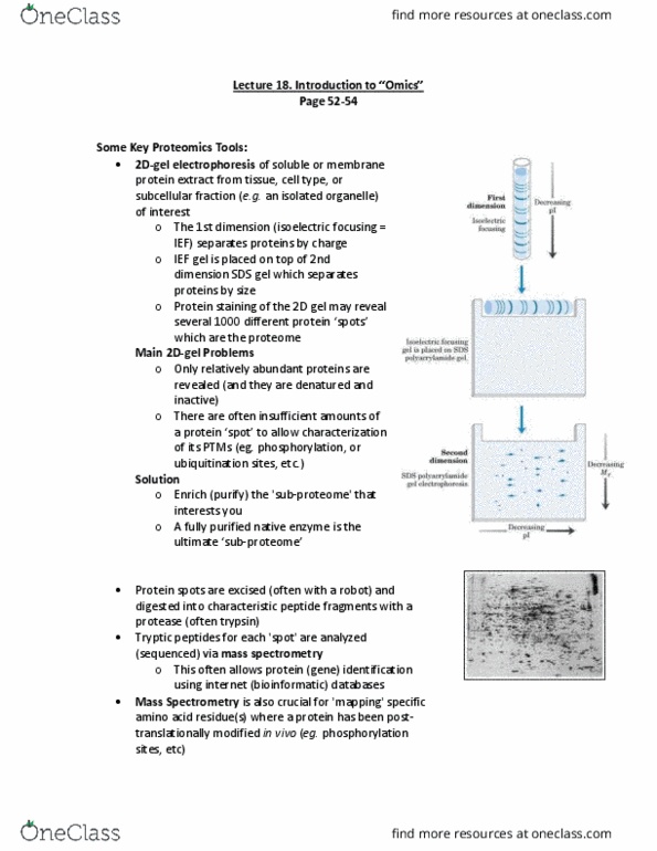 BIOL 334 Lecture Notes - Lecture 18: Isoelectric Focusing, Omics, Proteome thumbnail