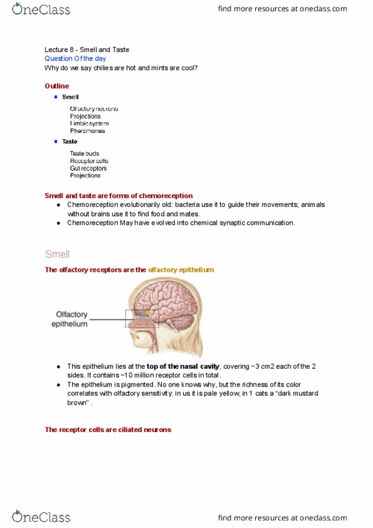 PSL300H1 Lecture Notes - Lecture 8: Olfactory Bulb, Olfactory Receptor, Olfactory Nerve thumbnail