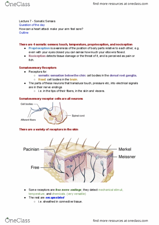 PSL300H1 Lecture Notes - Lecture 7: Lamellar Corpuscle, Somatosensory System, Dorsal Root Ganglion thumbnail