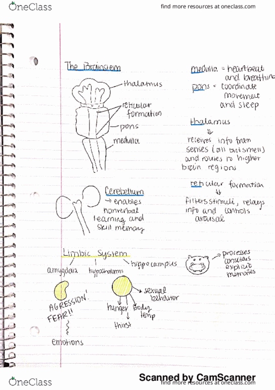 PSYC 100A Chapter 60: Chapter 2 The Brain thumbnail
