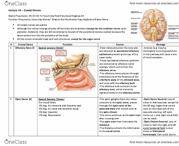 Anatomy and Cell Biology 3319 Lecture Notes - Lecture 14: Levator Palpebrae Superioris Muscle, Bitemporal Hemianopsia, Homonymous Hemianopsia thumbnail