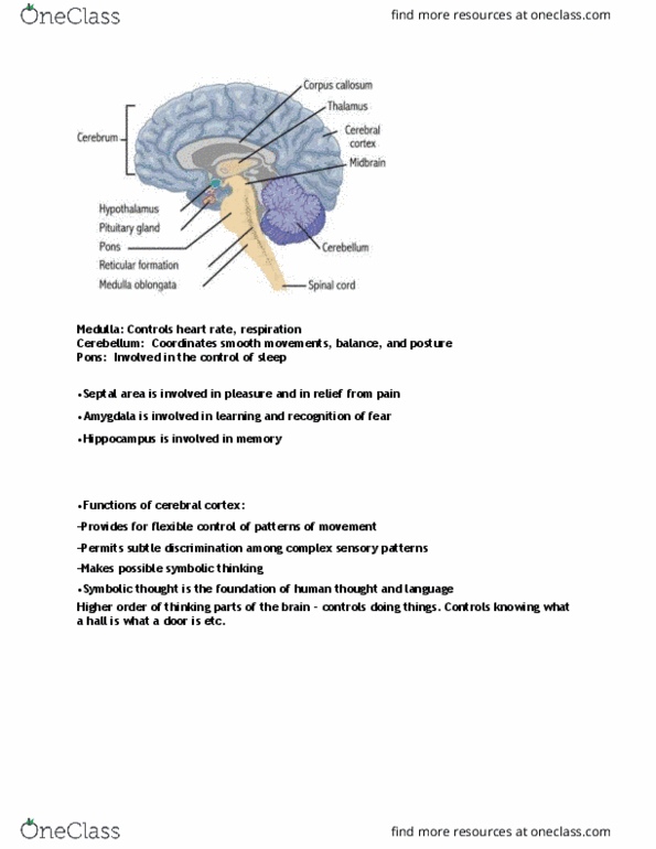 PSY100Y5 Lecture Notes - Lecture 3: Phineas Gage, Frontal Lobe, Cerebral Cortex thumbnail