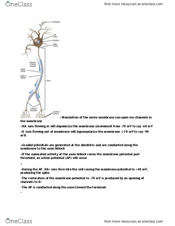 PSY100Y5 Lecture Notes - Lecture 2: Axon Hillock, Procaine, Membrane Potential thumbnail