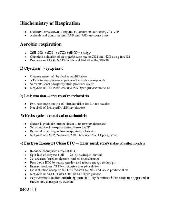 BIOL 1003 Lecture Notes - Oxaloacetic Acid, Anaerobic Respiration, Glycolysis thumbnail