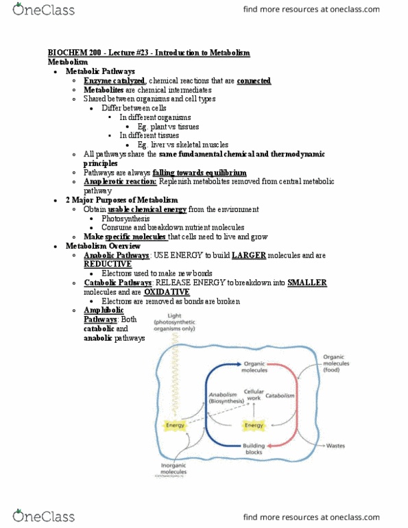BIOCH200 Lecture Notes - Lecture 23: Metabolic Pathway, Exergonic Reaction, Blood Sugar thumbnail