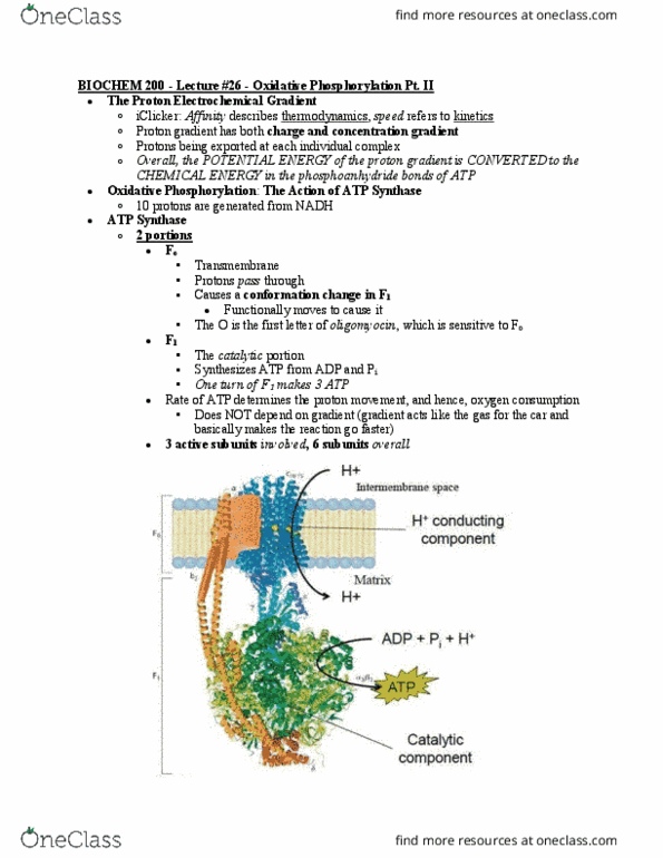 BIOCH200 Lecture Notes - Lecture 26: Oxidative Phosphorylation, Atp Synthase, Mitochondrial Matrix thumbnail