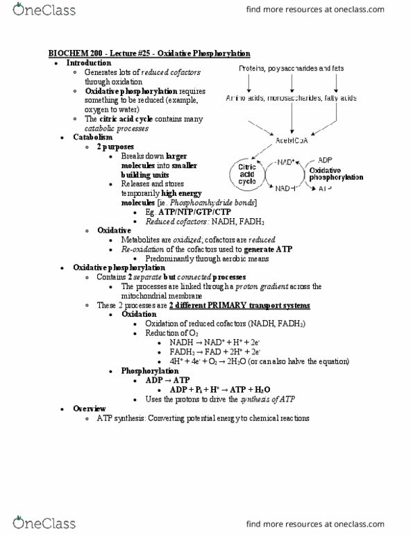 BIOCH200 Lecture Notes - Lecture 25: Flavin Mononucleotide, Oxidative Phosphorylation, Electron Transport Chain thumbnail
