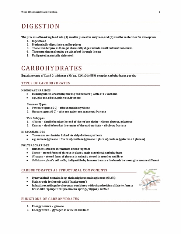 BISC 110 Lecture Notes - Lactase, Collagen, Intestinal Villus thumbnail