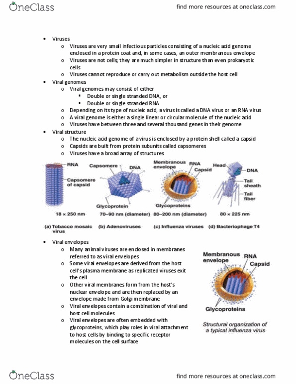 BSC 118 Lecture Notes - Lecture 19: Aids, Immunodeficiency, Intracellular Parasite thumbnail