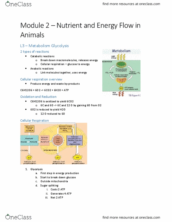 BIOL 1050 Lecture Notes - Lecture 11: Cellular Respiration, Glycolysis, Vitamin B3 Complex thumbnail