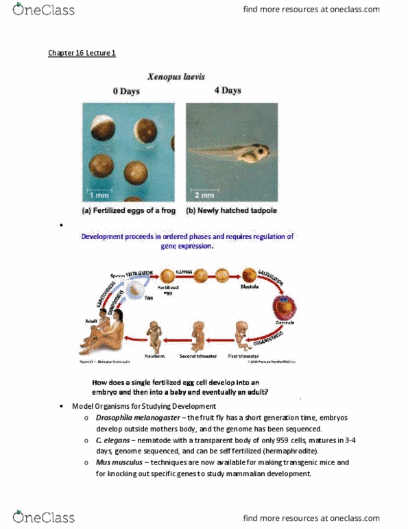 LIFE 120 Lecture Notes - Lecture 32: Arabidopsis Thaliana, House Mouse, Embryonic Stem Cell thumbnail