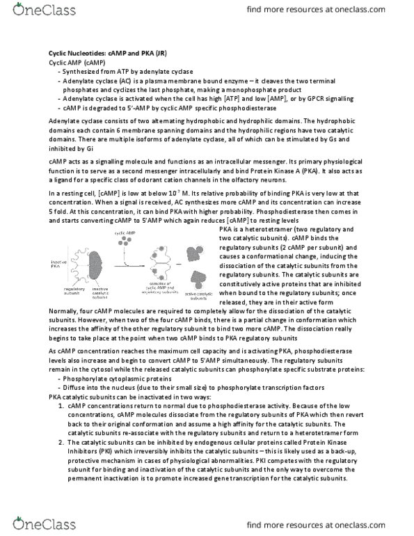 Physiology 3140A Lecture Notes - Lecture 5: Creb, Adenylyl Cyclase, Glycogen Phosphorylase thumbnail