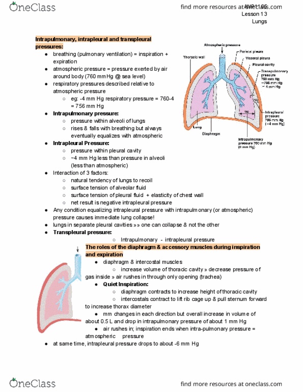 ANP 1105 Lecture 13: ANP1105 Lecture 13: lesson 13: Lungs thumbnail