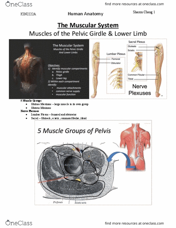 Kinesiology 2222A/B Lecture 15: The Muscular System_Lower Limbs (L) thumbnail