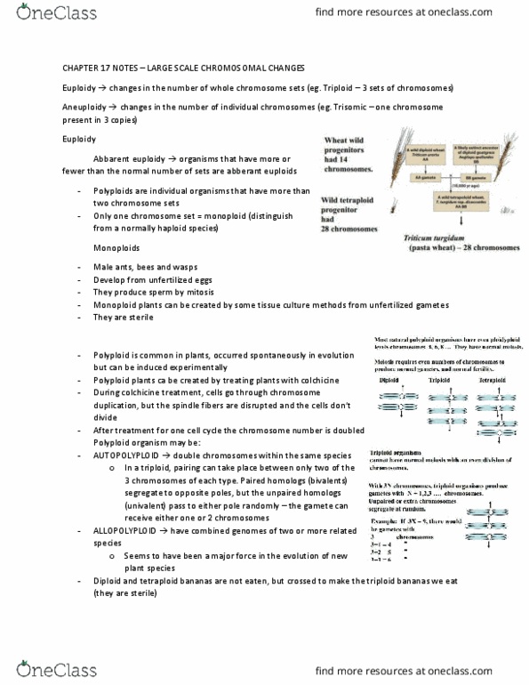 BIOL 261 Chapter Notes - Chapter 17: Chromosomal Rearrangement, Polyploid, Colchicine thumbnail