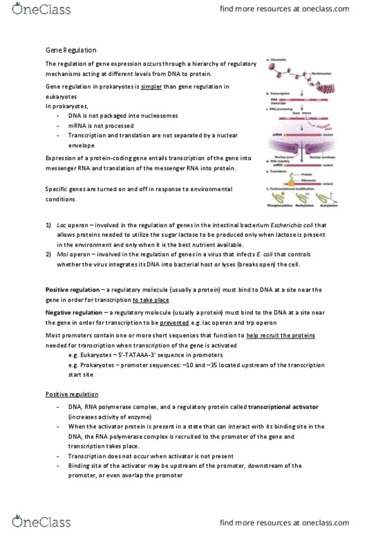 BIOL 112 Chapter Notes - Chapter 4, 19: Lactose Permease, Lac Operon, Trp Operon thumbnail