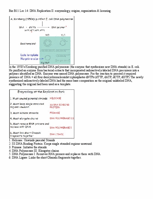 BIOB11H3 Lecture Notes - Nuclear Matrix, Protein Kinase, Origin Recognition Complex thumbnail