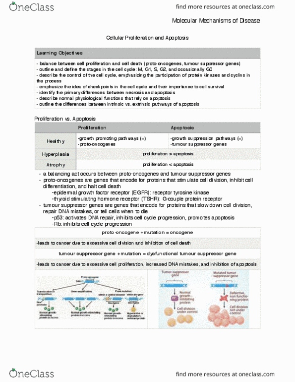 HSS 2305 Chapter Notes - Chapter 16: Tumor Suppressor Gene, Maturation Promoting Factor, Receptor Tyrosine Kinase thumbnail