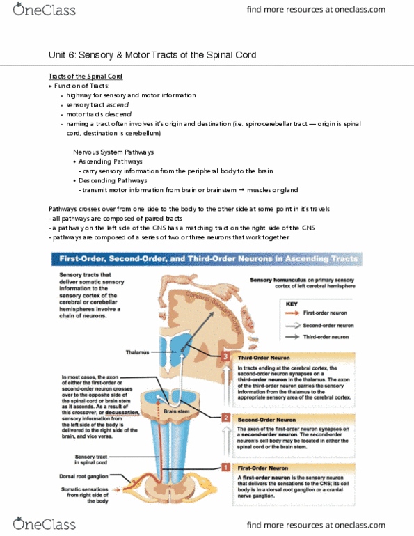 NURS140 Lecture Notes - Lecture 6: The Motor, Trochlear Nerve, Muscle Tone thumbnail