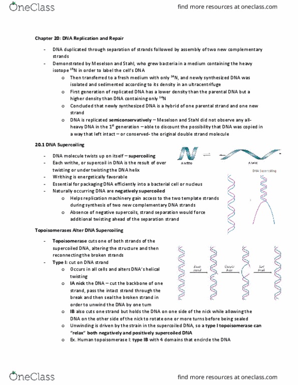 BIOCHEM 3G03 Chapter Notes - Chapter 20: Dna Supercoil, Origin Recognition Complex, Dna Polymerase thumbnail