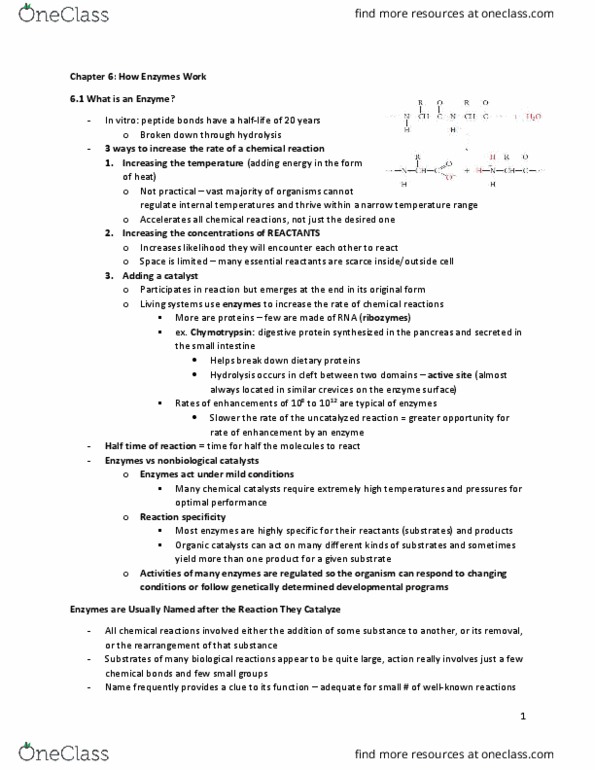 BIOCHEM 3G03 Chapter Notes - Chapter 6: Acid Catalysis, Scissile Bond, Tetrahedral Carbonyl Addition Compound thumbnail