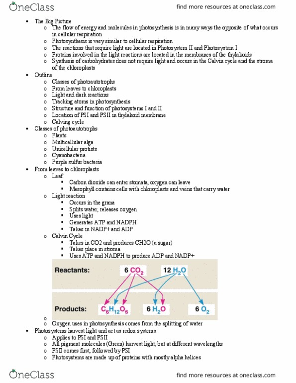 BSCI 105 Lecture Notes - Lecture 18: Photosystem Ii, Thylakoid, Photosystem I thumbnail