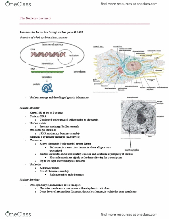 BIOL 2520 Lecture Notes - Lecture 5: Nucleoplasm, Karyopherin, Fluorescent Tag thumbnail
