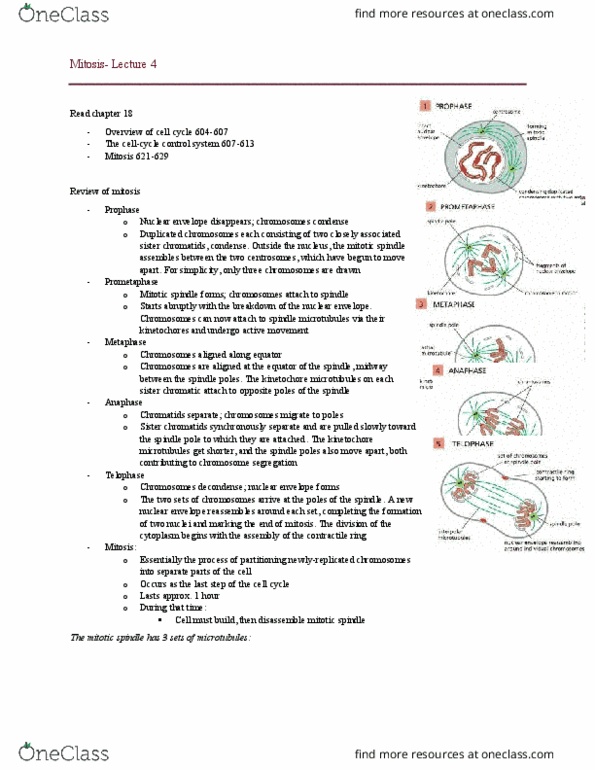 BIOL 2520 Lecture Notes - Lecture 4: Multinucleate, Ubiquitin, Cleavage Furrow thumbnail