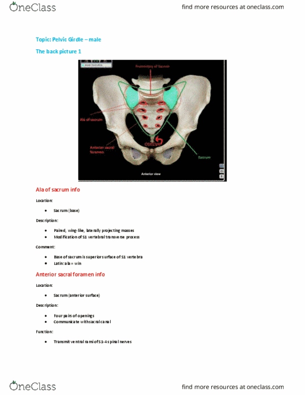 Pelvic Girdle Quiz