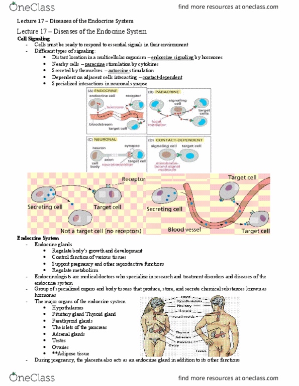 HSS 3305 Lecture 17: Lecture 17 – Diseases of the Endocrine System thumbnail