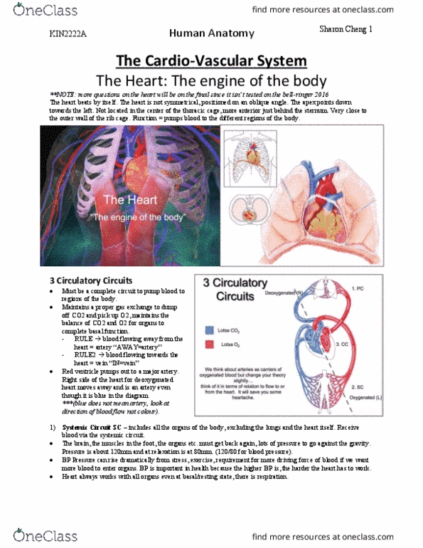 Kinesiology 2222A/B Lecture 16: The Cardiovascular System_ Heart_2222a thumbnail