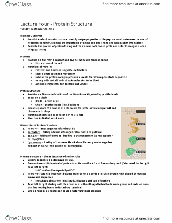 Bchm 102 Lecture Notes Fall 2016 Lecture 4 Protein Structure