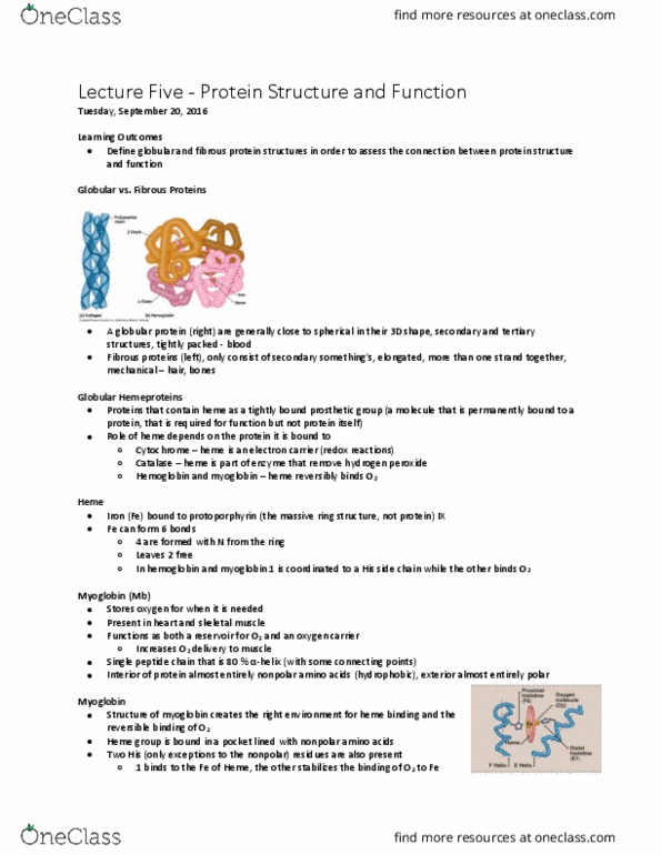 BCHM 102 Lecture Notes - Lecture 5: Protein Structure, Sclera, Ultimate Tensile Strength thumbnail