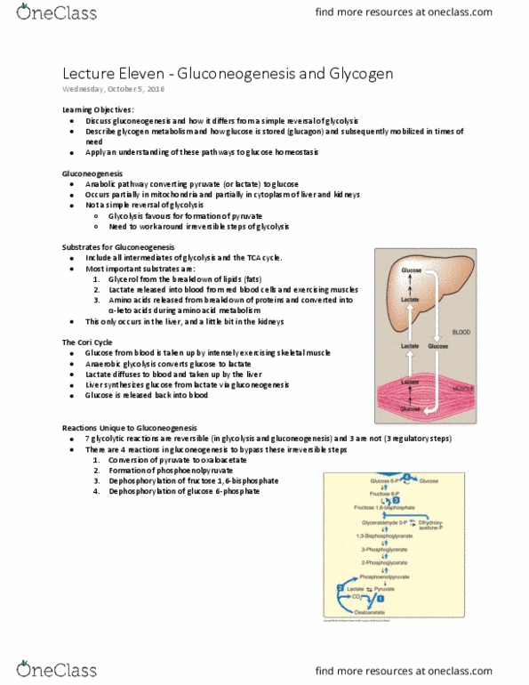 BCHM 102 Lecture Notes - Lecture 11: Cori Cycle, Glycogenin, Phosphorylase thumbnail