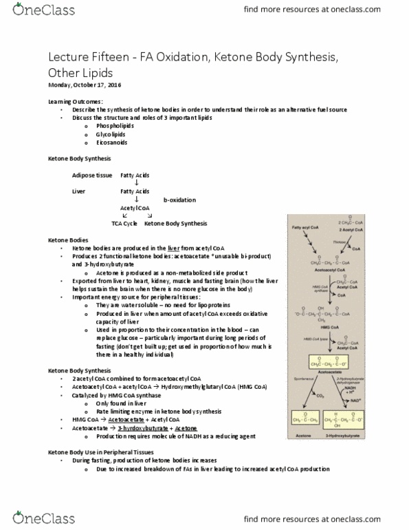 BCHM 102 Lecture Notes - Lecture 15: Rate Limiting, Acetyl-Coa, Acetoacetic Acid thumbnail