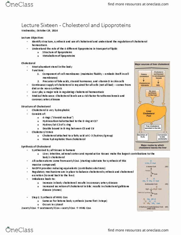 BCHM 102 Lecture Notes - Lecture 16: Bile Acid, Familial Hypercholesterolemia, Endocytosis thumbnail