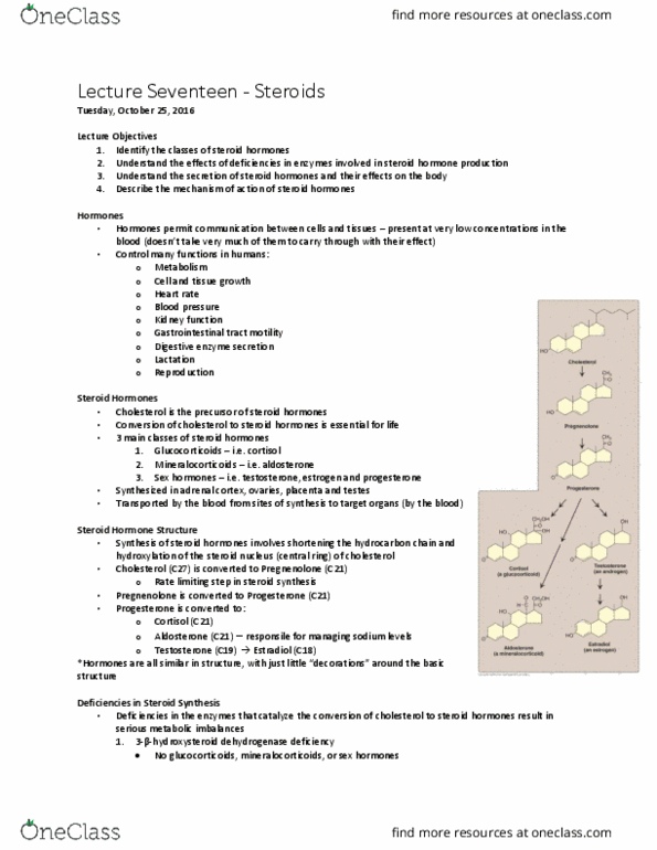 BCHM 102 Lecture Notes - Lecture 17: Digestive Enzyme, Heart Rate, Gluconeogenesis thumbnail