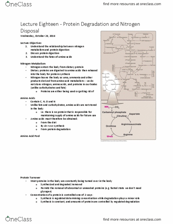 BCHM 102 Lecture Notes - Lecture 18: Collagen, Enteropeptidase, Acute Pancreatitis thumbnail
