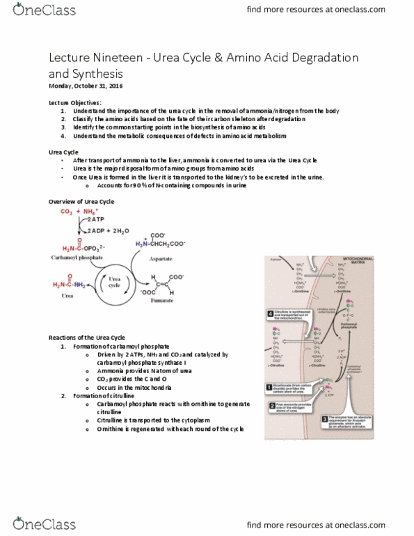 BCHM 102 Lecture Notes - Lecture 19: Ornithine, Leucine, Carbamoyl Phosphate Synthetase thumbnail