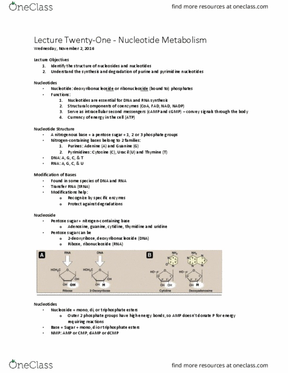 BCHM 102 Lecture Notes - Lecture 21: Uric Acid, Alanine, Antibiotics thumbnail