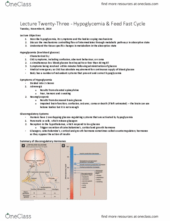 BCHM 102 Lecture Notes - Lecture 23: Citric Acid Cycle, Lipoprotein, Medical Emergency thumbnail