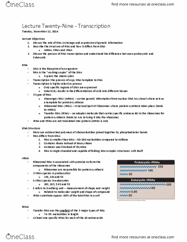 BCHM 102 Lecture Notes - Lecture 29: Thalassemia, Spliceosome, Pribnow Box thumbnail