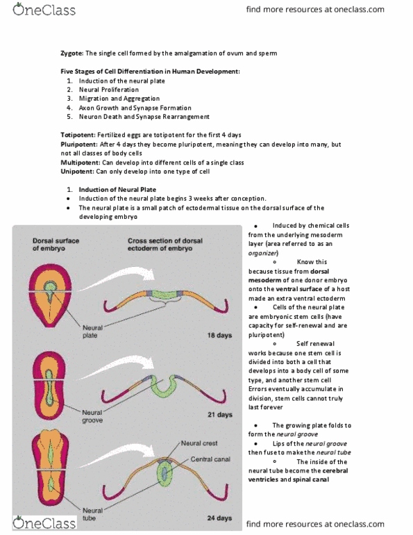 PSYC 370 Chapter Notes - Chapter 9: Neural Development, Subventricular Zone, Tinnitus thumbnail