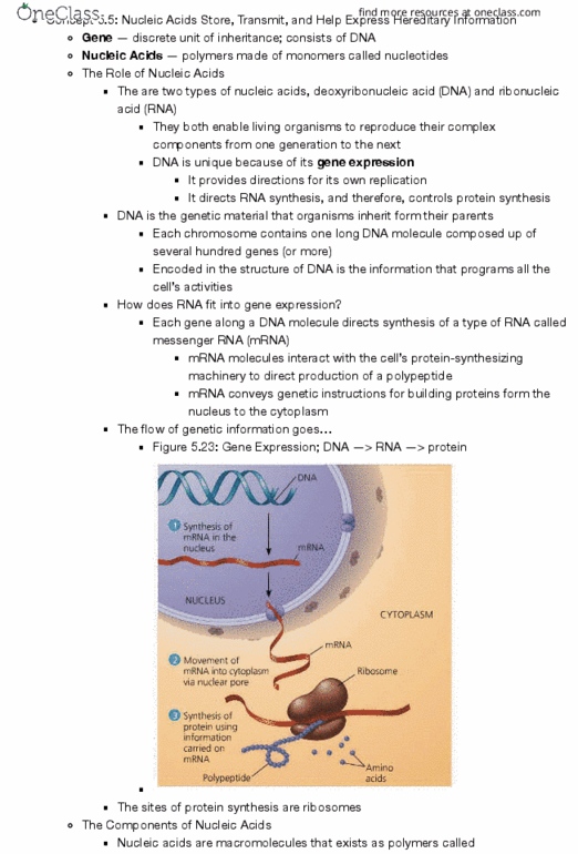 BSC-2010 Chapter Notes - Chapter 5: Peptide, Nitrogenous Base, Transfer Rna thumbnail
