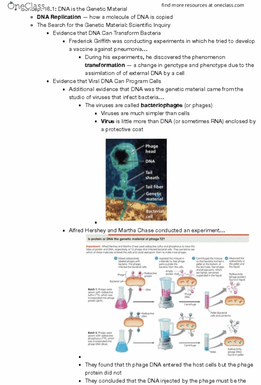 BSC-2010 Chapter Notes - Chapter 16: Interphase, Telomerase, Ribose thumbnail