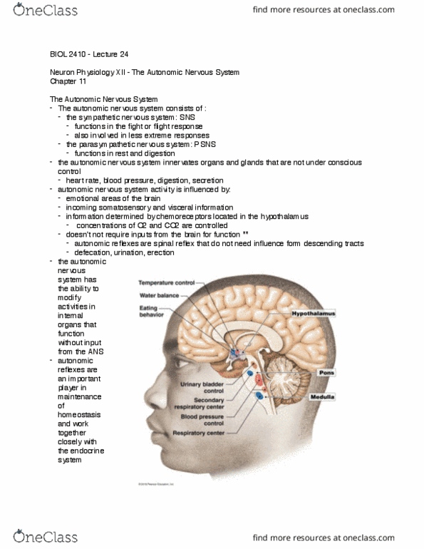 BIOL 2410 Lecture Notes - Lecture 24: Autonomic Nervous System, Parasympathetic Nervous System, Sympathetic Nervous System thumbnail