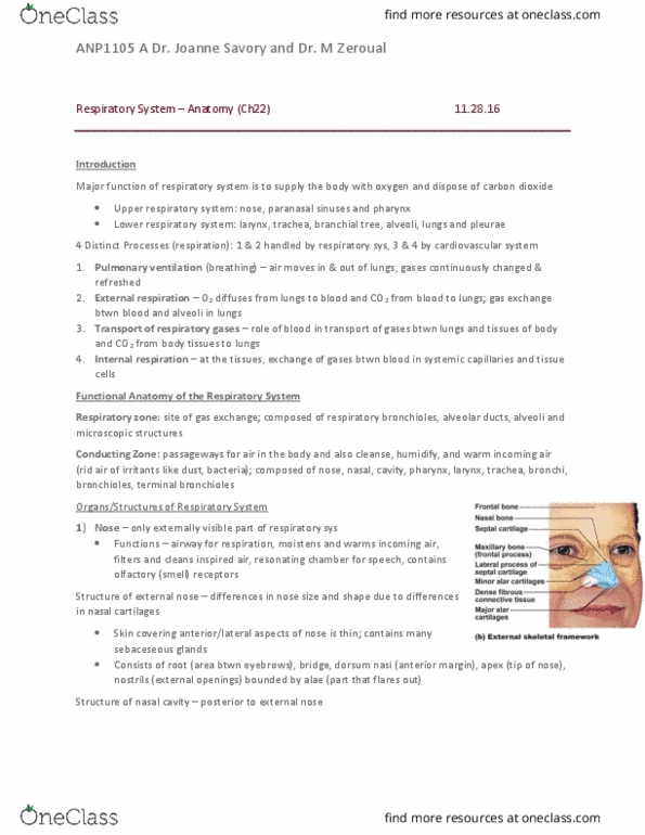 ANP 1105 Chapter 22: Respiratory System Anatomy thumbnail