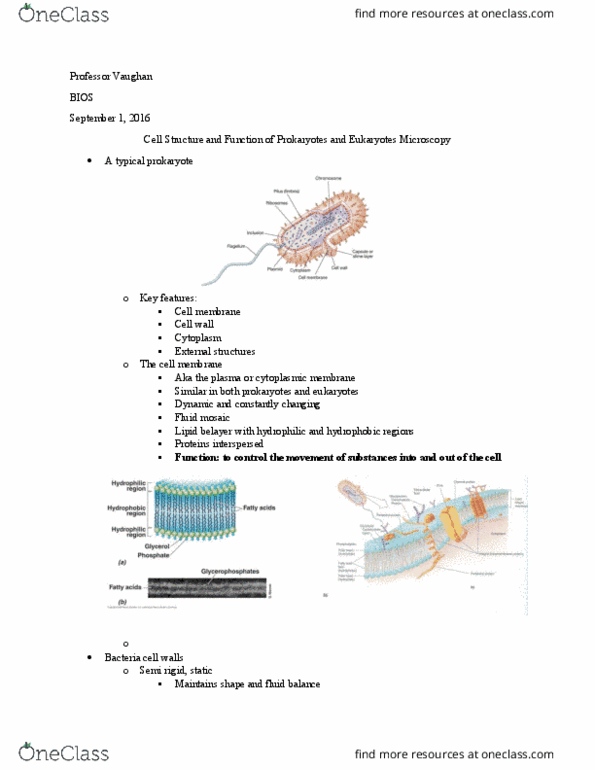 BIOS10115 Lecture Notes - Lecture 3: Gram Staining, Lipid Bilayer, Belaying thumbnail