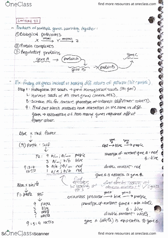 BIOL 234 Lecture 22: Lecture 22-23 thumbnail